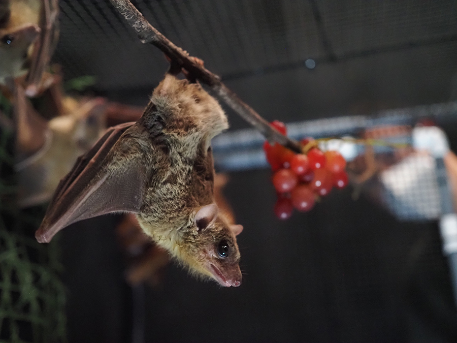  A fruit bat hangs upside down from a branch, with a bunch of red grapes or berries in the background.