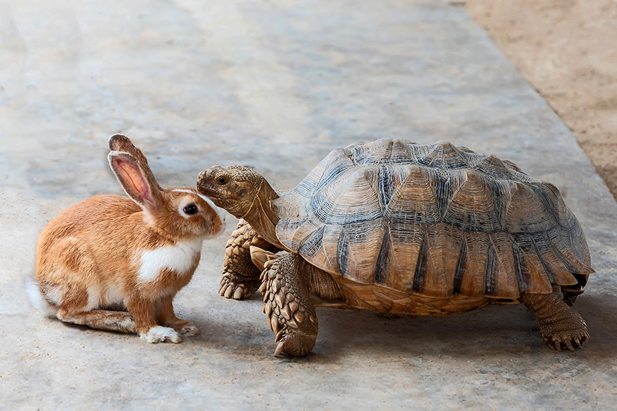  A rabbit and a turtle stand nose to nose.